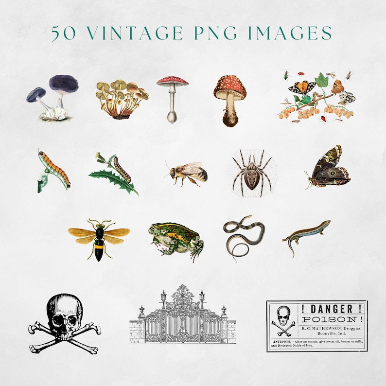 May include: A collection of 50 vintage PNG images featuring various illustrations of insects, mushrooms, a frog, a snake, a lizard, a spider, a skull and crossbones, a gate, and a poison warning label. The images are in a vintage style with detailed drawings and vibrant colors.