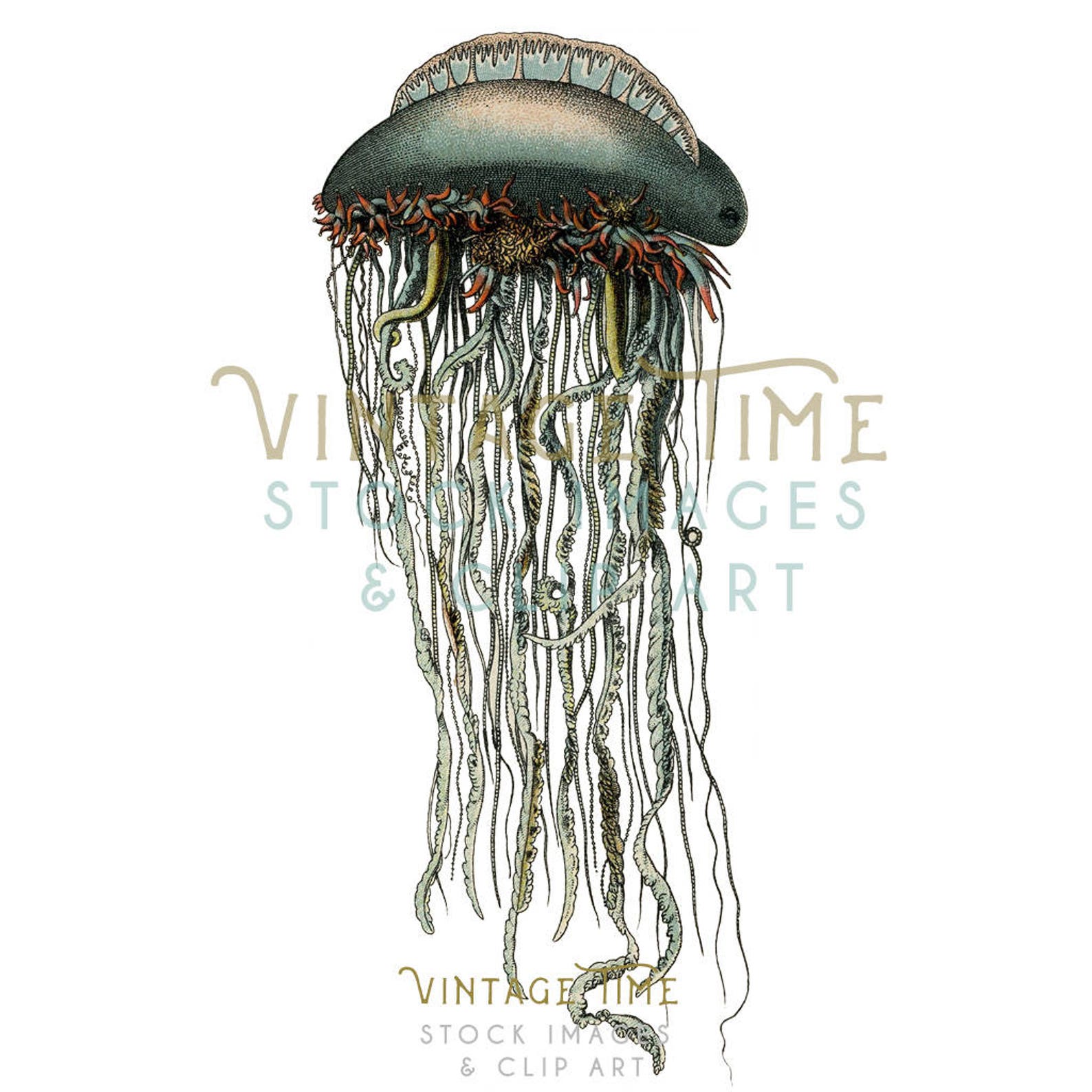 Vintage Jellyfish Graphic Clip Art Nautical Illustration Etsy