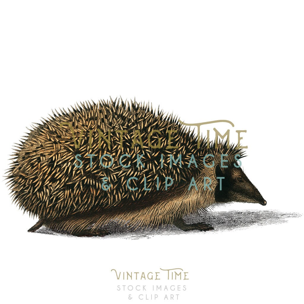 Hedgehog Clipart Image, Instant Download, Hedgehog Print, Hedgehog Clip ...