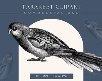 Periquito Clipart Pájaro Clipart Descarga Instantánea Descarga Digital imagen imprimible clipart gráfico Vintage Impresión Vintage Sketch
