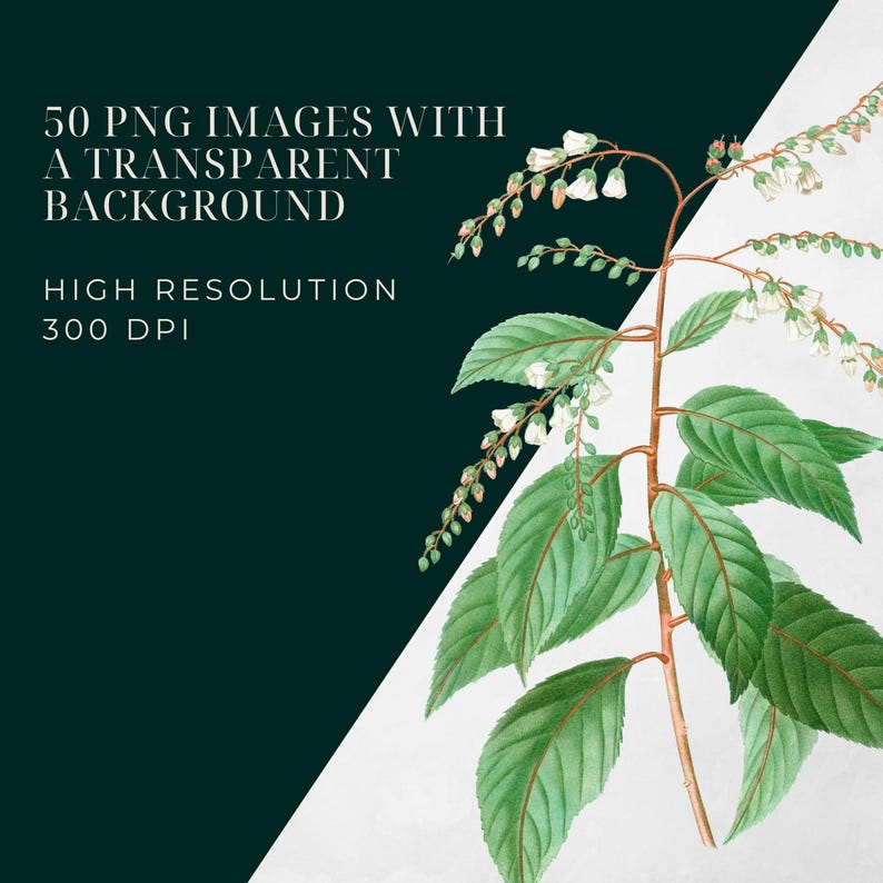 May include: A collection of 50 PNG images featuring a delicate white flower with green leaves. The images have a transparent background and are high resolution, 300 DPI.