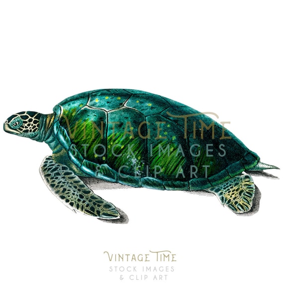 Sto turtle sale