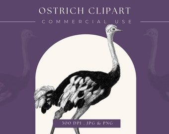 Vintage Strauß Clip Art Stock Bild Illustration Druckbare Hohe Qualität 300dpi