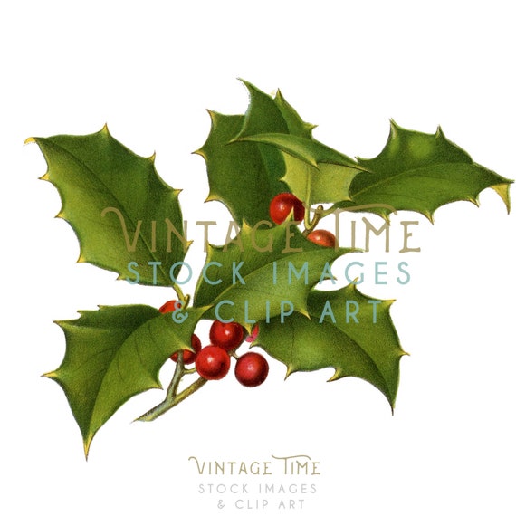 Vintage Christmas Holly Clipart