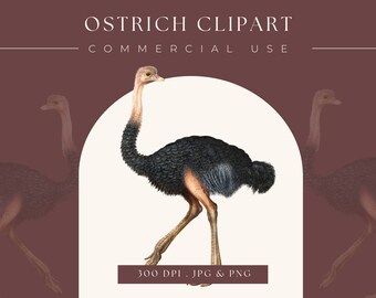 Clipart Ostrich Bird image, digital clipart, digital download, instant download, commercial use, home decor, african animal, ostrich print