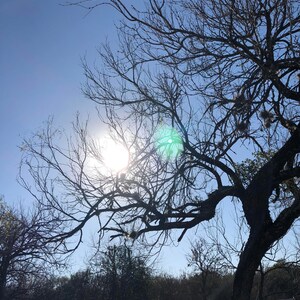 Sunlight through the tree