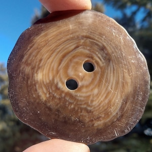 May include: A brown and white two-hole button made from natural materials. The button has a swirling pattern and a slightly irregular shape.