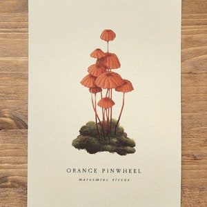 Orange Windrad Pilz 5x7 Print - Aquarell Illustration, Mykologie, Cottagecore Dekor, Geschenk für Pilzliebhaber