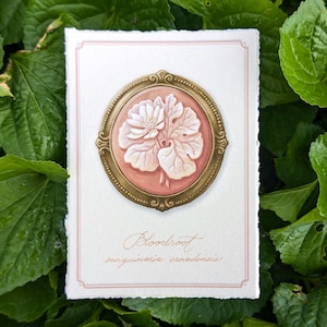 May include: A botanical illustration of a bloodroot flower, framed in a gold-colored oval with a pink background. The artwork is on a white paper with the text "Bloodroot sanguinaria canadensis" in cursive. The image is set against a backdrop of green leaves.