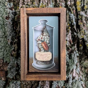 Puede incluir: Un marco de madera rectangular que contiene una impresión de un escarabajo marrón sobre un trozo de liquen dentro de una campana de cristal. Una pequeña etiqueta beige en la base tiene el texto manuscrito Cedar Beetle en tinta oscura.