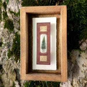 Victorian Microscope Slide Spinulose Wood Fern Shadowbox - Handmade Curiosity Antique Wall Art Dark Academia Botanical Art STEM gift