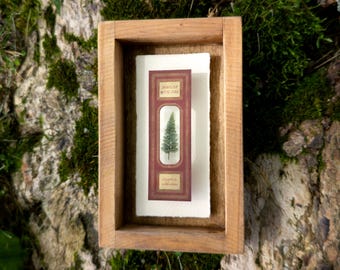 Victorian Microscope Slide Spinulose Wood Fern Shadowbox - Handmade Curiosity Antique Wall Art Dark Academia Botanical Art STEM gift