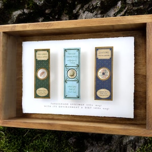 Tardigrade Collection Victorian Microscope Slide Shadowbox - Handmade Curiosity Antique Wall Art Dark Academia Decor Microbiology STEM gift