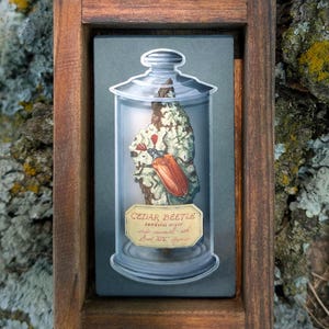Könnte beinhalten: Gerahmtes Kunstwerk mit einer detaillierten Illustration eines Zederkäfer-Exemplars in einem Glasgefäß. Das Kunstwerk hat einen dunkelgrauen Hintergrund und einen Holzrahmen. Das Glas enthält ein Exemplar mit einem rotbraunen Käfer und einem Etikett.