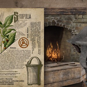 May include: A vintage botanical illustration of Scopolia, a poisonous plant, with a detailed description of its history, folk names, and psychoactive material. The image is set against a rustic wooden background with a fireplace and other decorative elements.