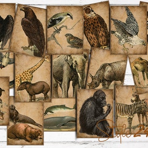 Pacote ! 42 animais selvagens antigos, pássaros, cobras, álbum de recortes, colagem digital, 3 "x 4 cartões de registro, vintage imprimível, natureza, coisas efêmeras, faça você mesmo
