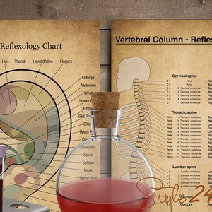 Puede incluir: Dos gr&aacute;ficos de estilo vintage que muestran los puntos de reflexolog&iacute;a del o&iacute;do y la columna vertebral. Los gr&aacute;ficos est&aacute;n impresos en papel envejecido con un fondo marr&oacute;n. El gr&aacute;fico del o&iacute;do muestra un diagrama detallado del o&iacute;do con las partes del cuerpo correspondientes etiquetadas. El gr&aacute;fico de la columna vertebral muestra un diagrama esquel&eacute;tico de la columna vertebral con las partes del cuerpo correspondientes etiquetadas. Los gr&aacute;ficos est&aacute;n rodeados de varios suministros m&eacute;dicos, incluidos tubos de ensayo, una botella de vidrio y un gotero.