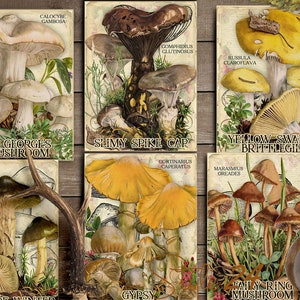 Vol 2 Edible Mushrooms Index, Double Sided Scrapbook Ephemera 3x4 Journaling Cards, Digital Collage, printable, Fungi, mycology, fungus, DIY image 3