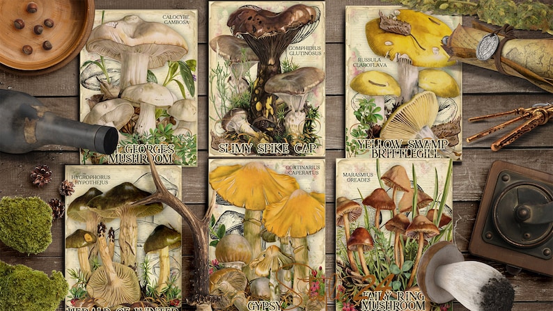 Vol 2 Edible Mushrooms Index, Double Sided Scrapbook Ephemera 3x4 Journaling Cards, Digital Collage, printable, Fungi, mycology, fungus, DIY image 3