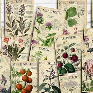 Index à base de plantes, vol. 5, cartes de journalisation éphémères recto-verso pour scrapbooking 3 x 4, collage numérique, apothicairerie imprimable, plantes médicinales, herbier