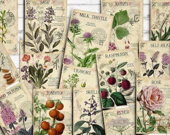 May include: A collection of vintage botanical illustrations featuring various plants and flowers, including willow, sage, kudzu, rhubarb, senna, wood betony, tomato, self-heal, raspberry, figwort, skullcap, elder, plantain, rose, and plum family. Each illustration is labeled with the plant's common and scientific name.