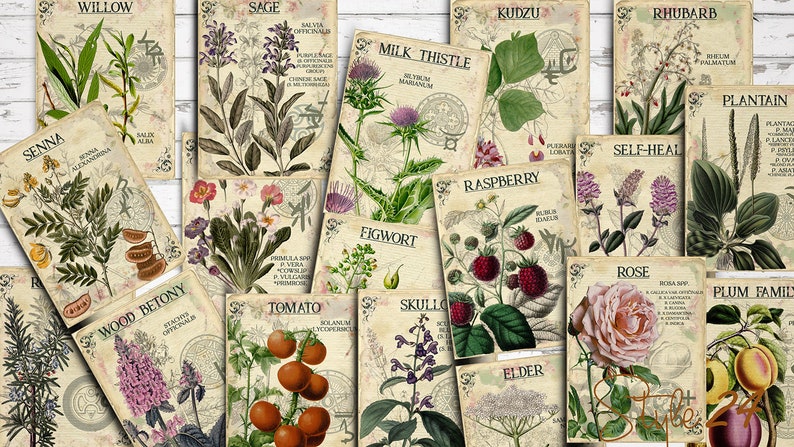 Vol 5 Herbal Index, Double Sided Scrapbook Ephemera 3x4 Journaling Cards, Digital Collage,printable Apothecary, Medicinal Herbal, Herbarium image 1