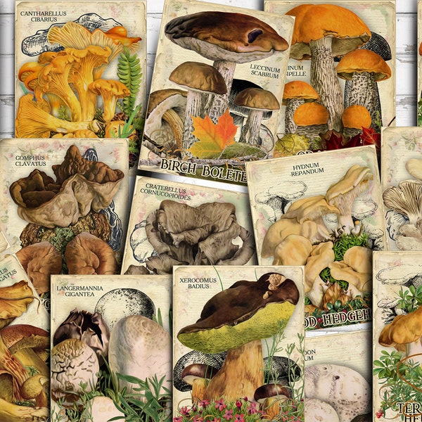 Vol 1 Edible Mushrooms Index, Double Sided Scrapbook Ephemera 3x4 Journaling Cards, Digital Collage, printable, Fungi, mycology, fungus, DIY