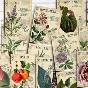 Index à base de plantes, vol. 4, cartes de journalisation éphémères recto-verso pour scrapbooking 3 x 4, collage numérique, apothicairerie imprimable, plantes médicinales, herbier