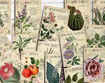 May include: A collection of vintage botanical illustrations featuring various herbs and plants, including lemon balm, mint, honeysuckle, kava kava, bamboo, ginseng, passion flower, tea tree, lotus, apples, poker, pepper, nutmeg, peony, and basil. Each illustration is framed with a decorative border and includes the plant's common and scientific names.