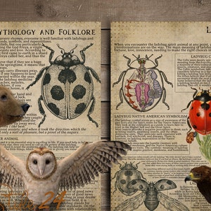 May include: Two vintage-style posters with illustrations of ladybugs and other animals. One poster details ladybug mythology and folklore, while the other discusses ladybug symbolism. The image includes a bear, owl, pigeon, horse, and eagle.