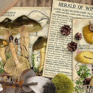 Vol 2 Edible Mushrooms Index, Double Sided Scrapbook Ephemera 3x4 Journaling Cards, Digital Collage, printable, Fungi, mycology, fungus, DIY image 7