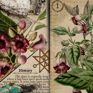 May include: A vintage botanical illustration of a plant with purple flowers and green leaves. The text "History" is visible on the page. The plant is identified as "Bell".