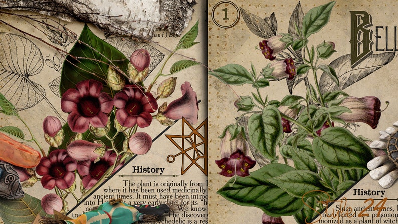 May include: A vintage botanical illustration of a plant with purple flowers and green leaves. The text "History" is visible on the page. The plant is identified as "Bell".