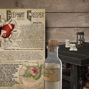 May include: A vintage style illustration of a butterfly with red wings and a black body, surrounded by a circle of runes. The illustration is on a piece of paper with text about the Elephant Creeper plant, including its medicinal and ritual uses. The text includes the words "Ritual Use" and "Medicinal Use".