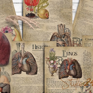 Pulmões, anatomia humana, para impressão, livro das sombras, BOS, páginas do livro, bruxa verde, download digital, vintage, Wicca, ilustrações anatômicas