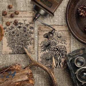 May include: Two vintage botanical prints with black and white illustrations of Chrysanthemum and Chrysanthemum Japanese. The prints are on a burlap background with a wooden antler, a coffee grinder, a plate with pine cones, and a vintage camera.