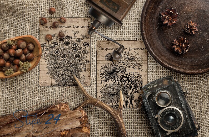 May include: Two vintage botanical prints with black and white illustrations of Chrysanthemum and Chrysanthemum Japanese. The prints are on a burlap background with a wooden antler, a coffee grinder, a plate with pine cones, and a vintage camera.