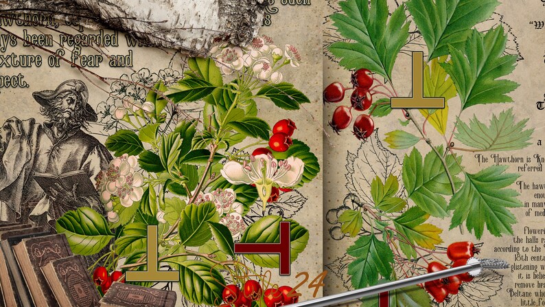 Puede incluir: Una ilustraci&oacute;n bot&aacute;nica vintage de un &aacute;rbol de espino blanco con bayas rojas y flores blancas. La ilustraci&oacute;n est&aacute; en una p&aacute;gina de un libro antiguo con texto sobre el espino blanco. El texto dice "El espino blanco se conoce como el &aacute;rbol de mayo y a menudo se le llama el "&aacute;rbol espinoso". El espino blanco es un &aacute;rbol peque&ntilde;o o un arbusto grande, nativo de Europa, el norte de &Aacute;frica y el oeste de Asia. Es miembro de la familia de las rosas. El espino blanco es una planta de seto popular y tambi&eacute;n se utiliza en la medicina tradicional. El espino blanco es un s&iacute;mbolo de esperanza, amor y protecci&oacute;n."