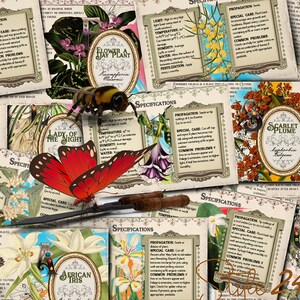 Antieke tuin bloemig en geurig #3 dubbelzijdig 4 x 6 gevouwen voor- en achterkant, afdrukbare plantenverzorgingsgidskaartenset, last-minute cadeau, doe-het-zelf