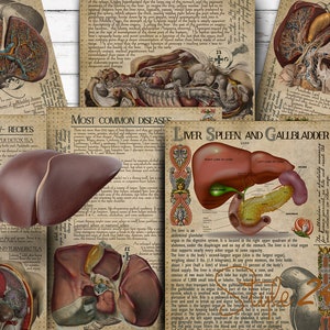 Liver, Spleen, Gallbladder, Human Anatomy, Printable, Book of Shadows, BOS, Witch, Digital Download, Vintage,Wicca, Anatomical illustrations
