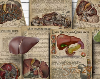 Liver, Spleen, Gallbladder, Human Anatomy, Printable, Book of Shadows, BOS, Witch, Digital Download, Vintage,Wicca, Anatomical illustrations