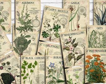 Index à base de plantes, vol. 1, cartes de journalisation éphémères de scrapbooking recto-verso 3 x 4, collage numérique, apothicairerie imprimable, plantes médicinales, herbier