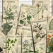 Vol 1 Herbal Index, Double Sided Scrapbook Ephemera 3x4 Journaling Cards,  Digital Collage,printable Apothecary, Medicinal Herbal, Herbarium 