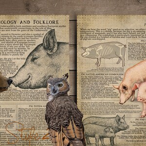 May include: A collage featuring illustrations of pigs, a bear, an owl, and a parrot, alongside text about pig mythology and folklore. The artwork has a vintage, aged paper aesthetic, with various text excerpts and drawings.