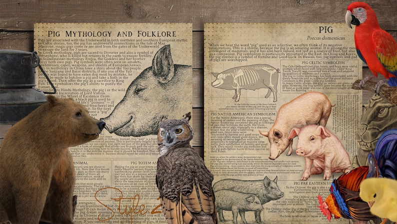 May include: A collage featuring illustrations of pigs, a bear, an owl, and a parrot, alongside text about pig mythology and folklore. The artwork has a vintage, aged paper aesthetic, with various text excerpts and drawings.
