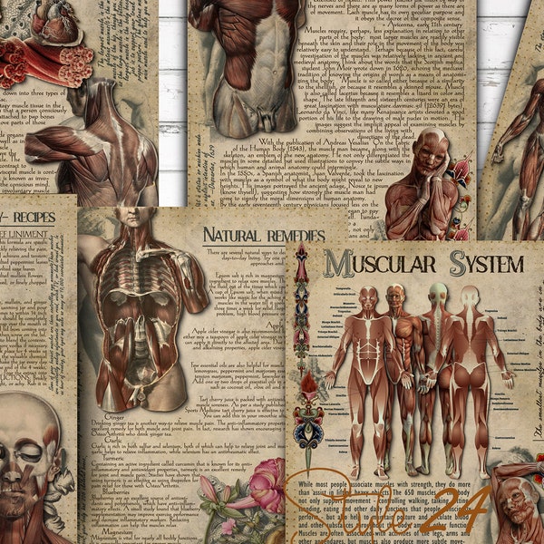 Muscular system, Human Anatomy, Printable, Book of Shadows, BOS, Green Witch, Digital Download, Vintage, Wicca, Anatomical illustrations