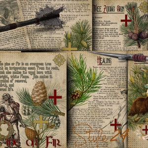 Pine or Fir, The Druids calendar, horoscope, Printable, Book of Shadows, Celtic, tree of life, The Celtic Ogham, Green Witch, Grimoire, BOS