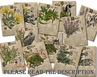 Grimoire Herbal Pages No.12, Witchcraft, Printable Book of Shadows, BOS, Digital Download of Plants, Spell, Herb Profiles, Green Witch