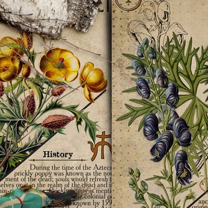 May include: Two vintage botanical illustrations with text about the history of the plants. The first image shows a yellow prickly poppy with green leaves and brown seed pods. The second image shows a blue aconitum ferox plant with green leaves. Both images have a brown background with text.