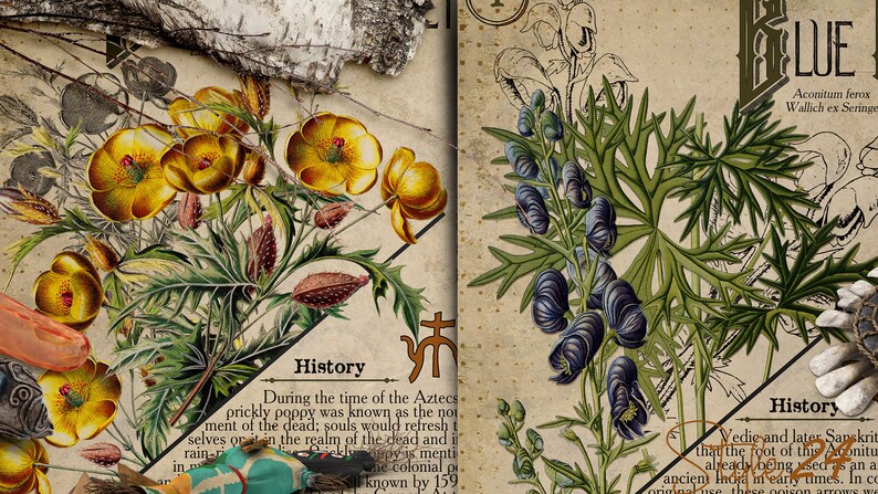 May include: Two vintage botanical illustrations with text about the history of the plants. The first image shows a yellow prickly poppy with green leaves and brown seed pods. The second image shows a blue aconitum ferox plant with green leaves. Both images have a brown background with text.